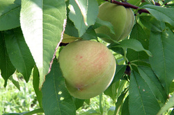 IMG_6373.JPG