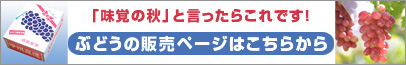 ぶどうの販売